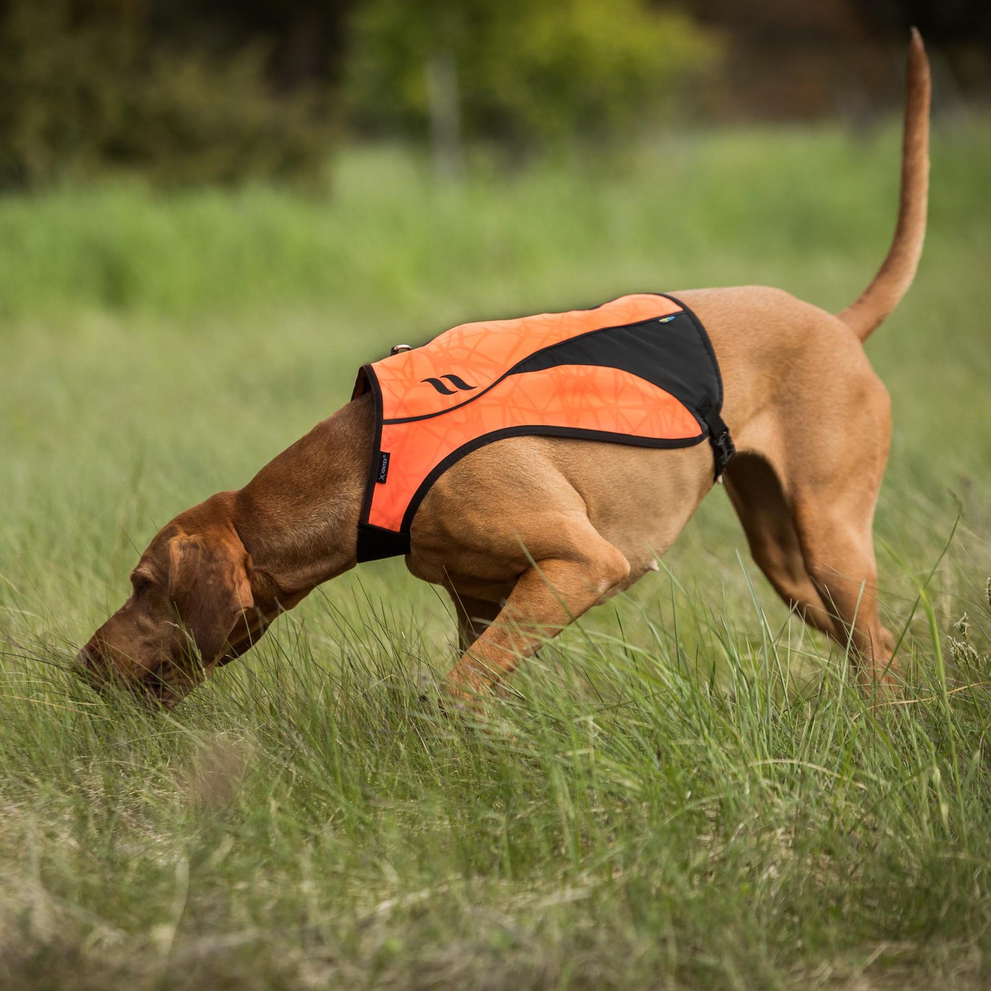 POINT Visibility Honden Vest