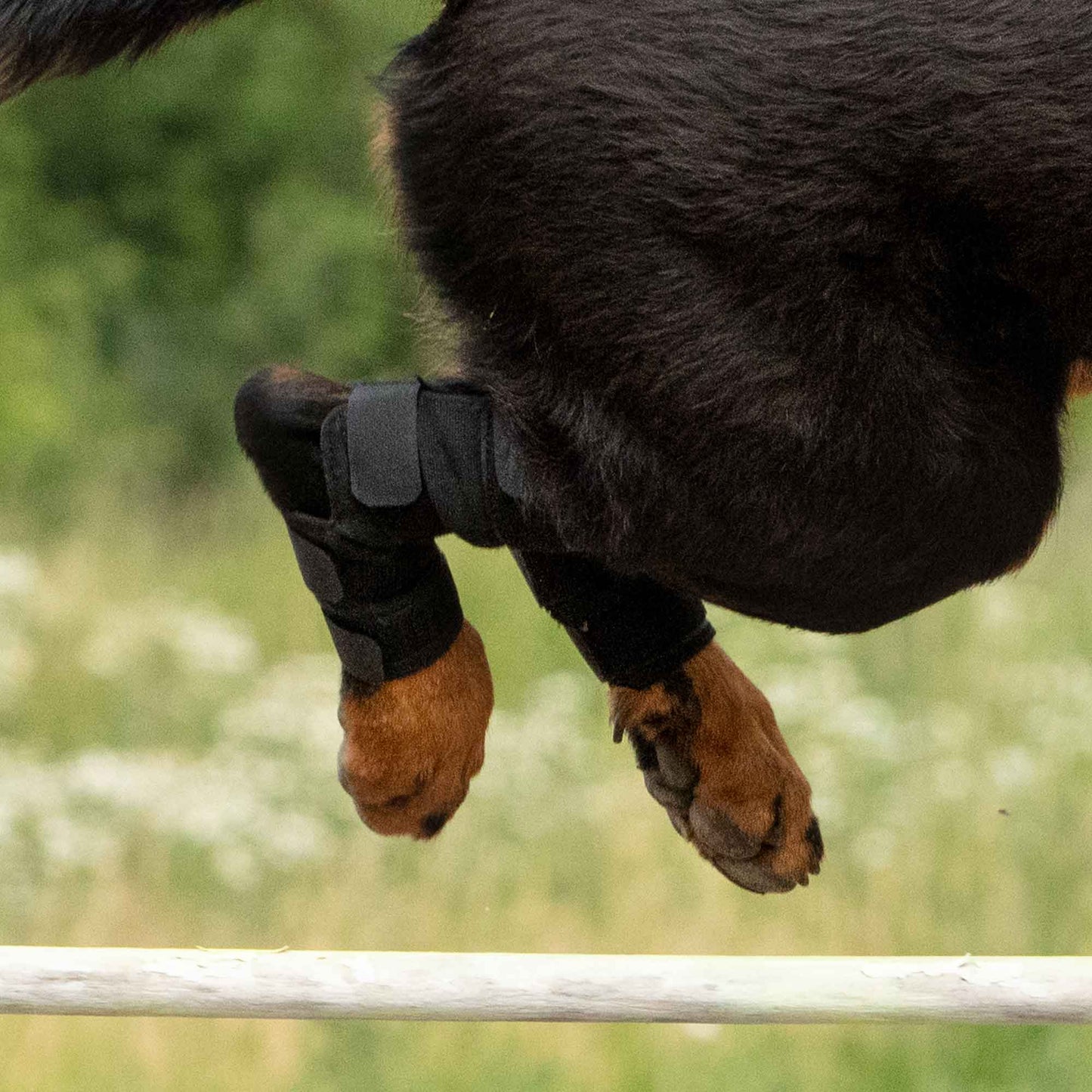 Honden Hakbeschermer met klittenband