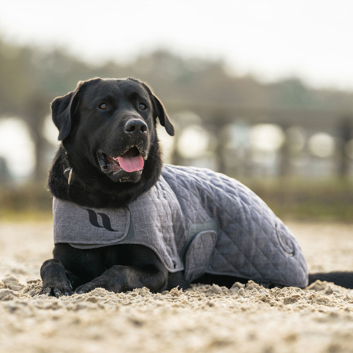 Haze Collectie Hondenjas