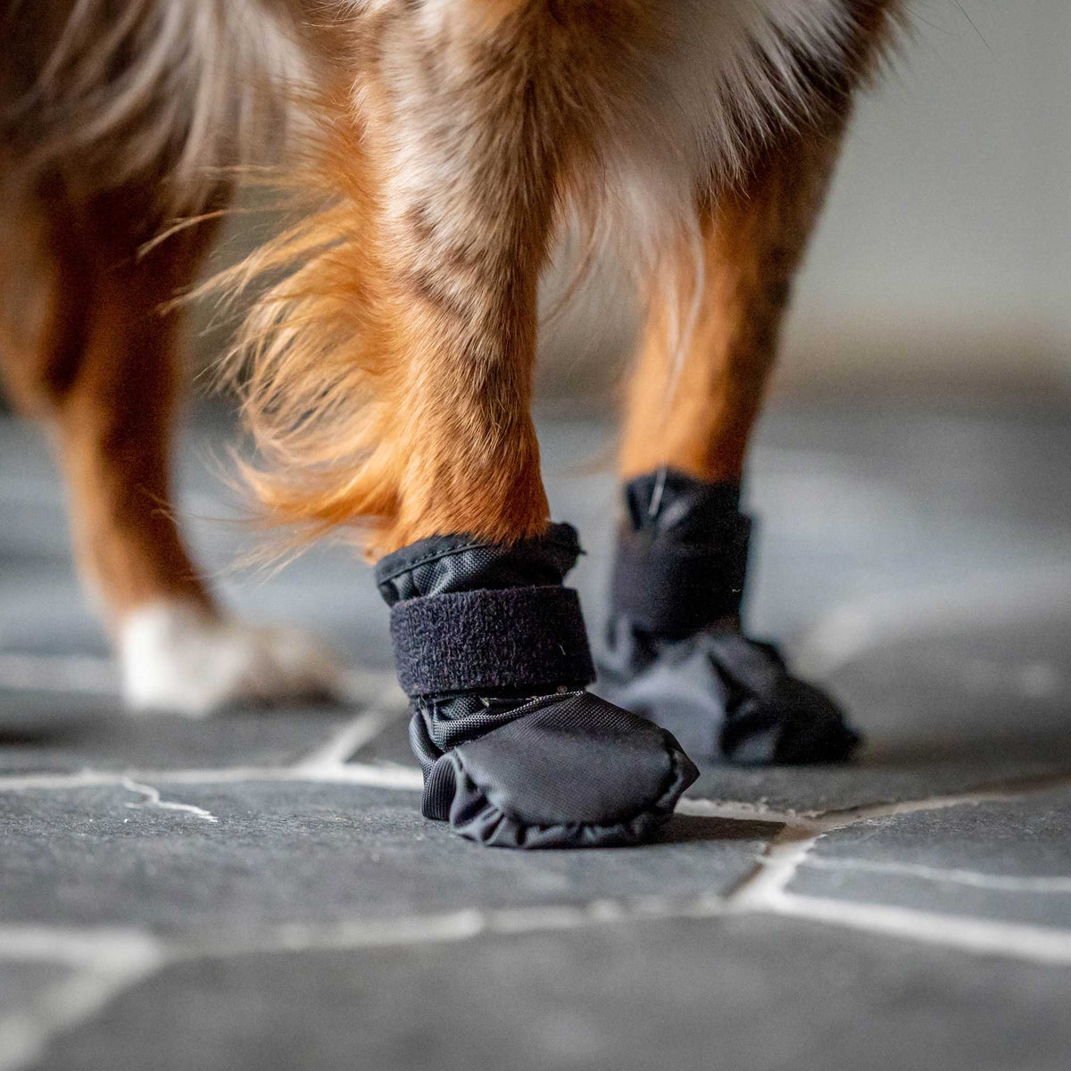 "Koda" Hondenschoenen