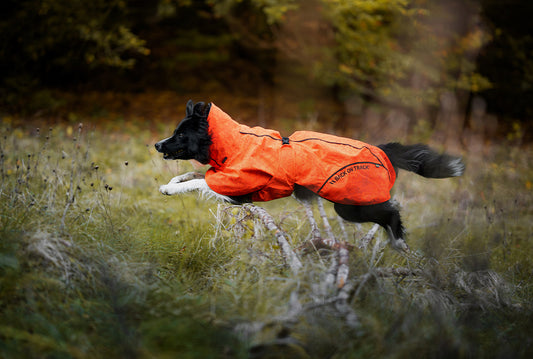 Guide: Discover raincoats for all kinds of dogs – and all kinds of rain