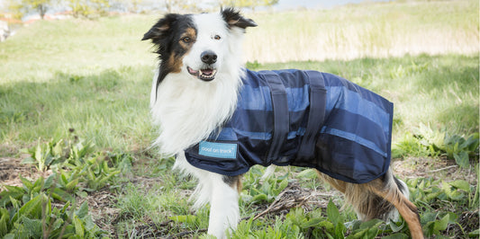 Keep Your Animals Cool In The Summer Heat!