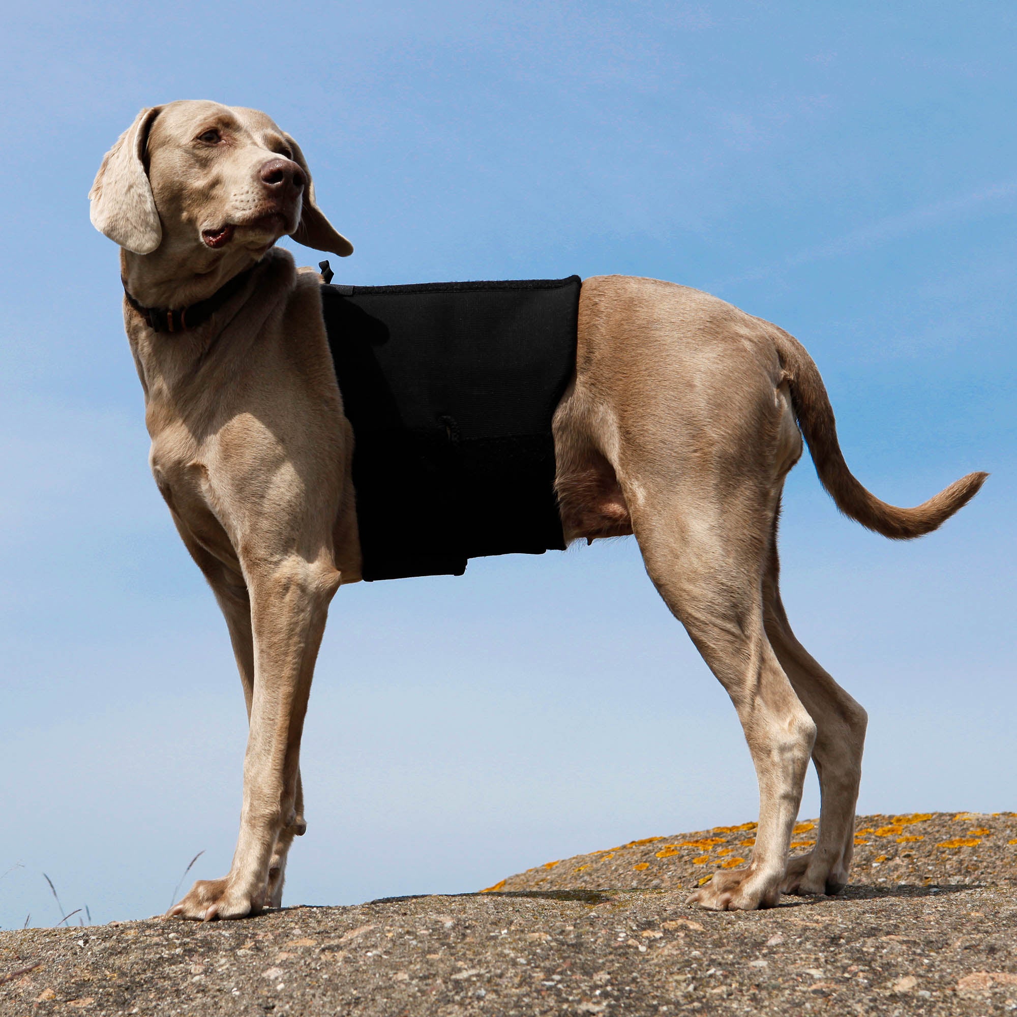 Honden Rugbeschermer
