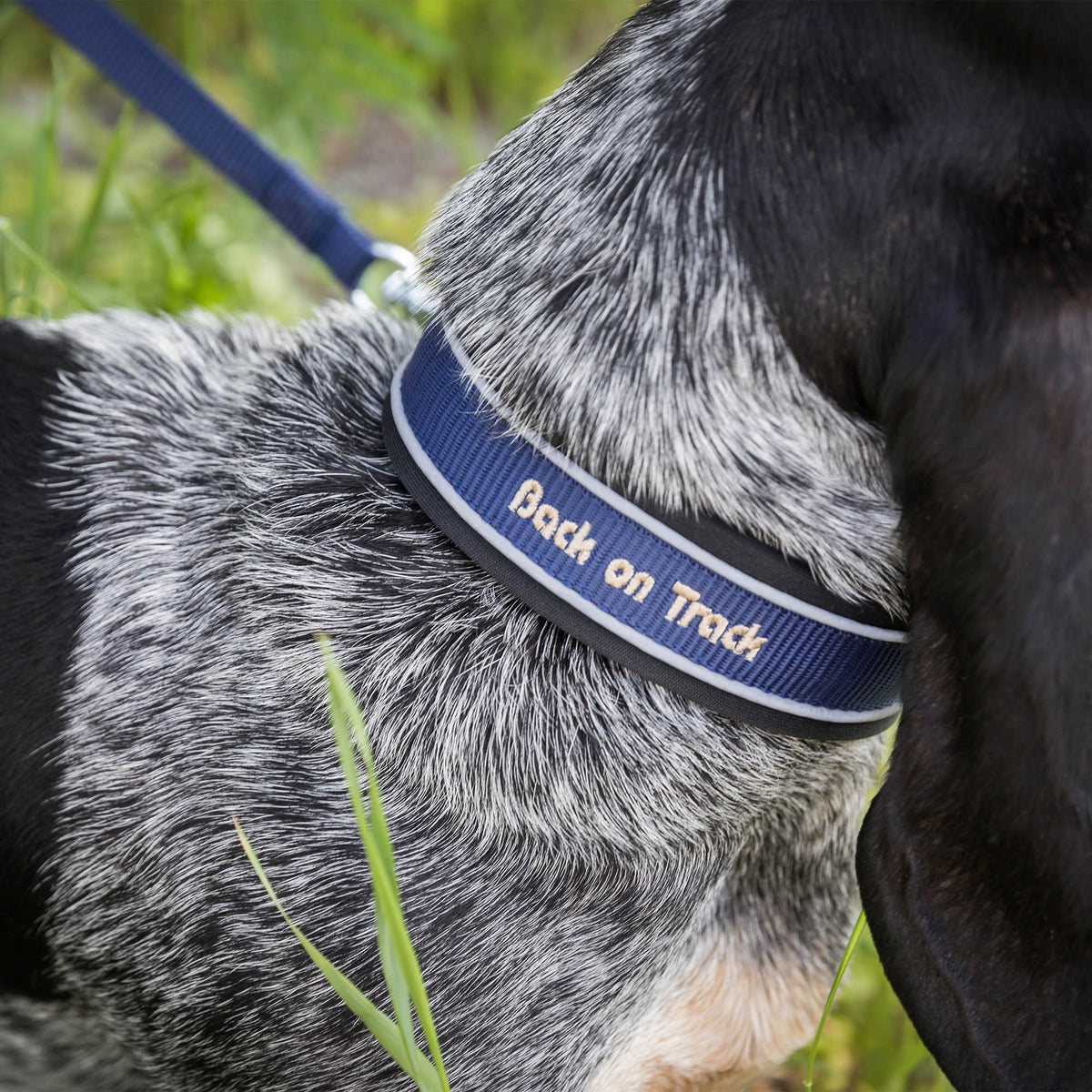 "Charlie" Hondenhalsband