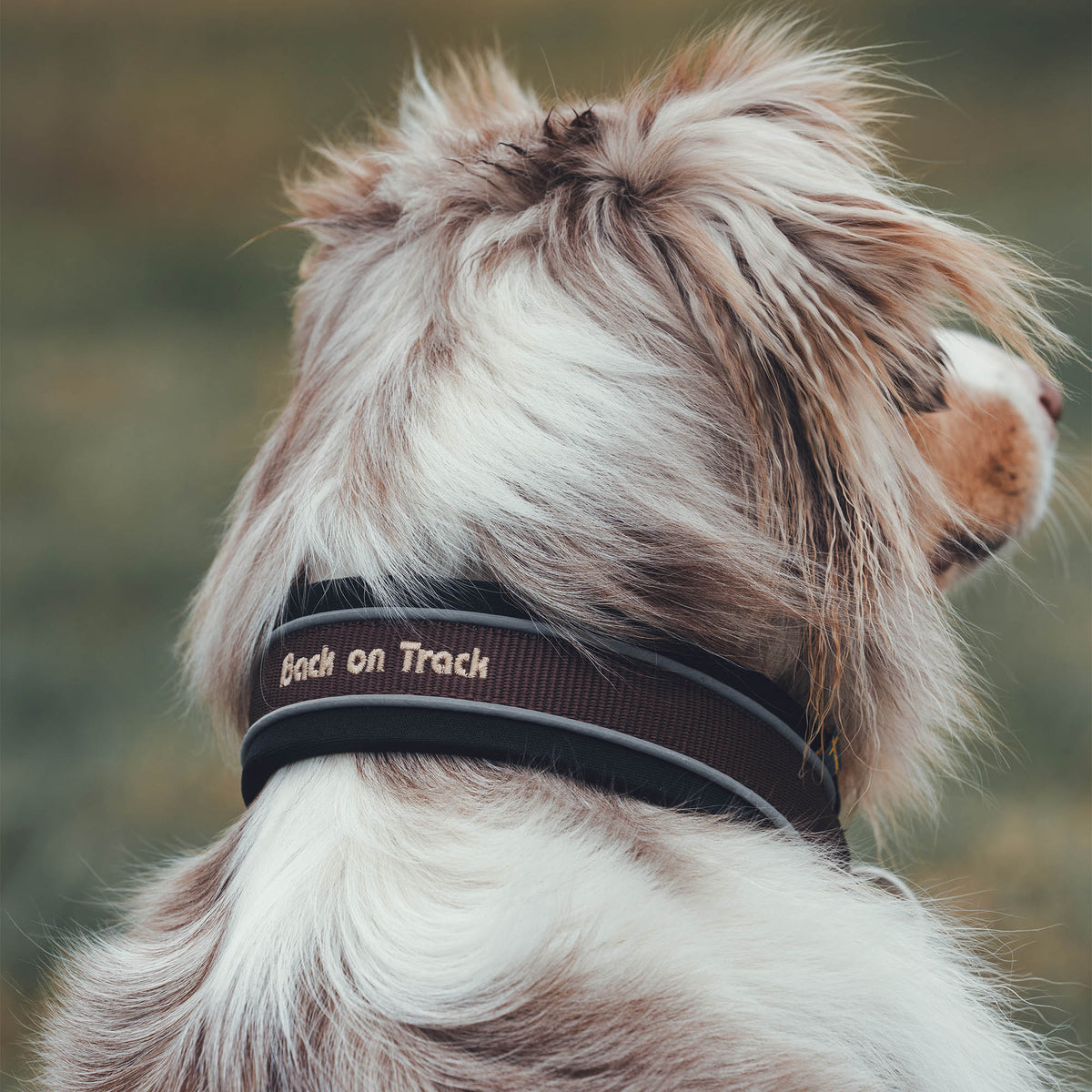 "Charlie" Hondenhalsband