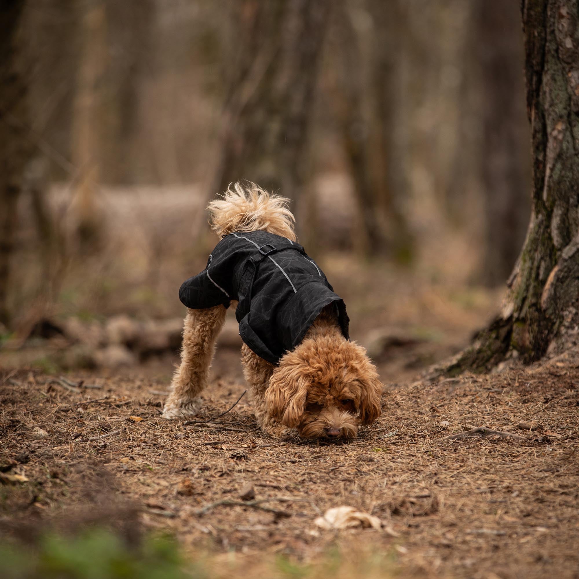 BAY Regendeken voor Honden, Hoog aangezette staart
