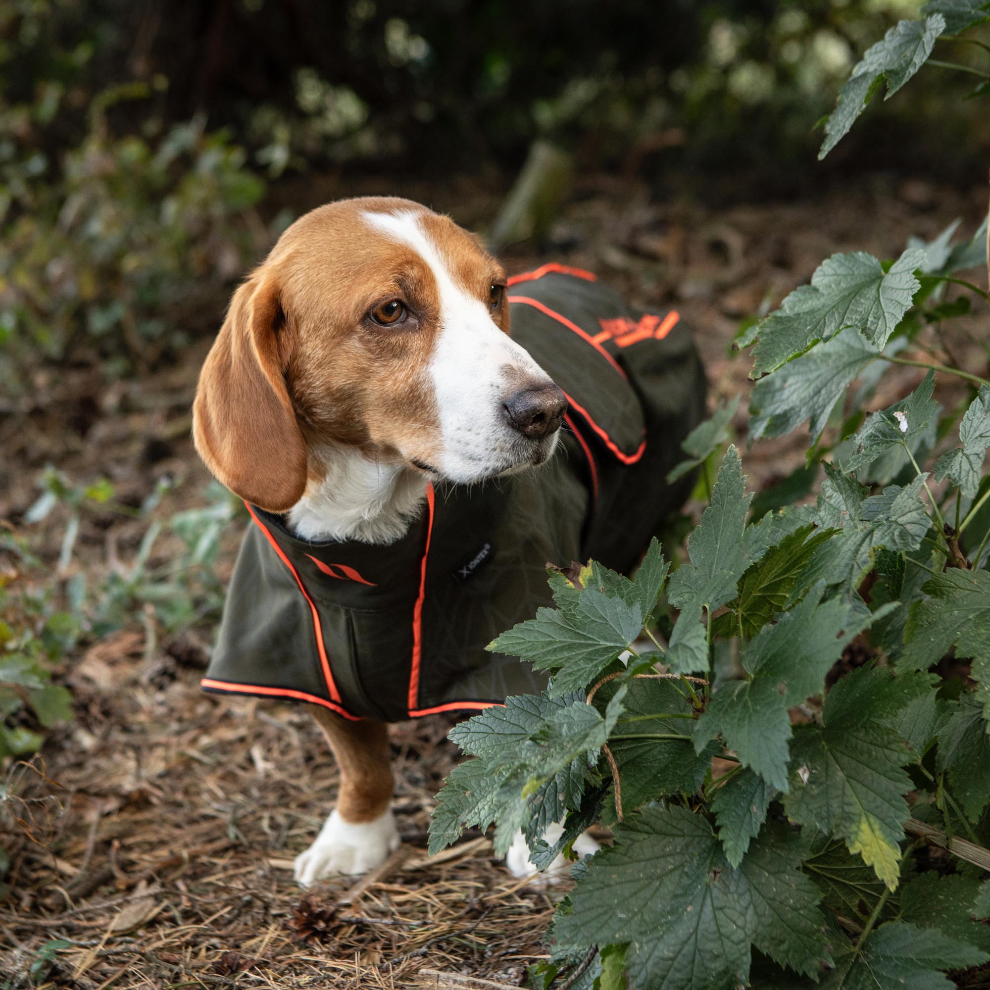 Buddy 2.0 Softshell Hondenjas