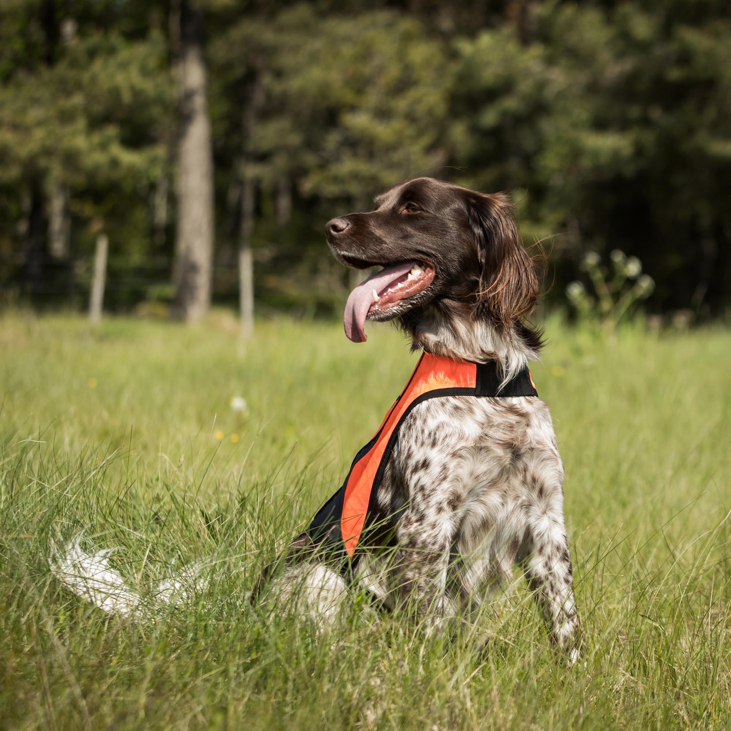 POINT Visibility Honden Vest