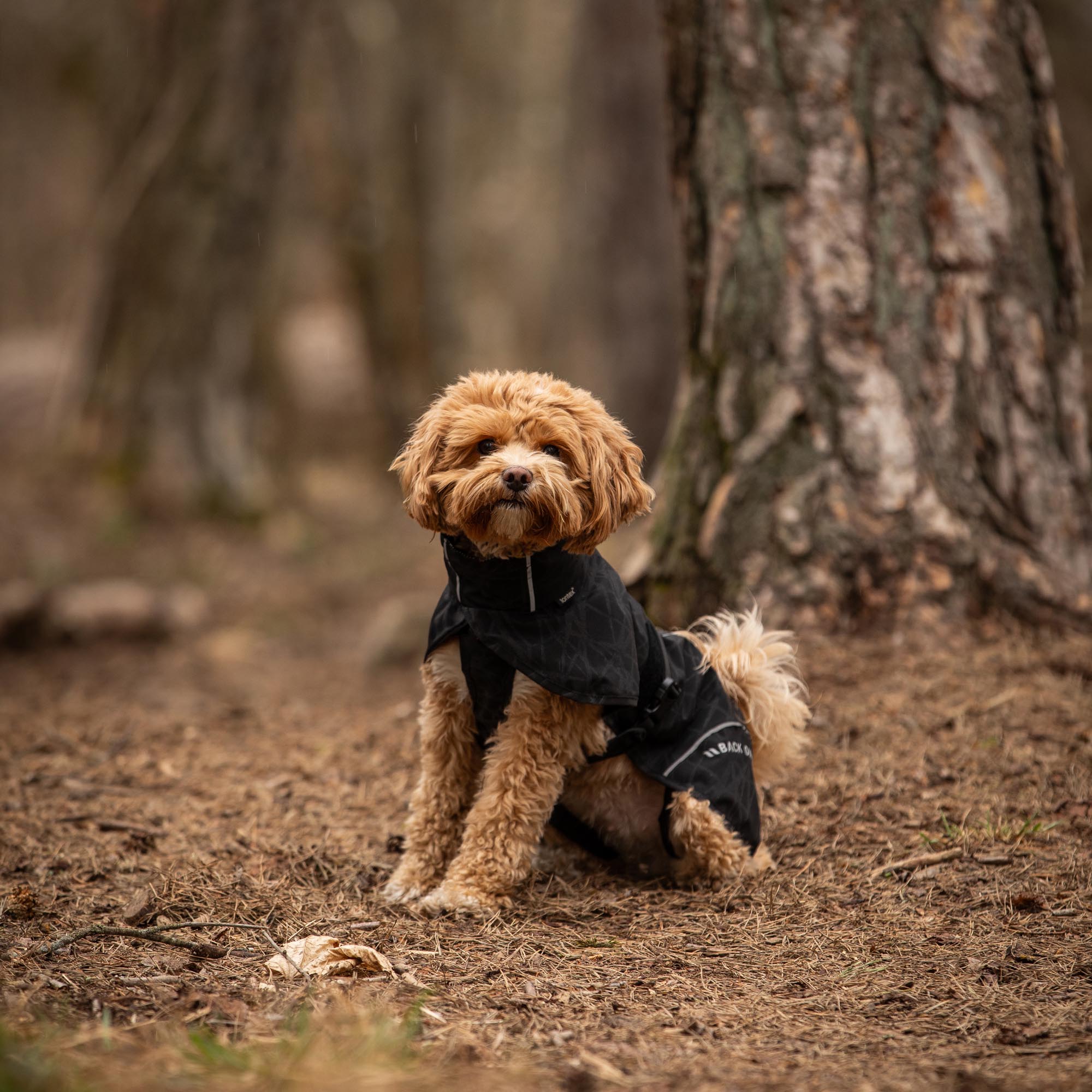 BAY Regendeken voor Honden, Hoog aangezette staart