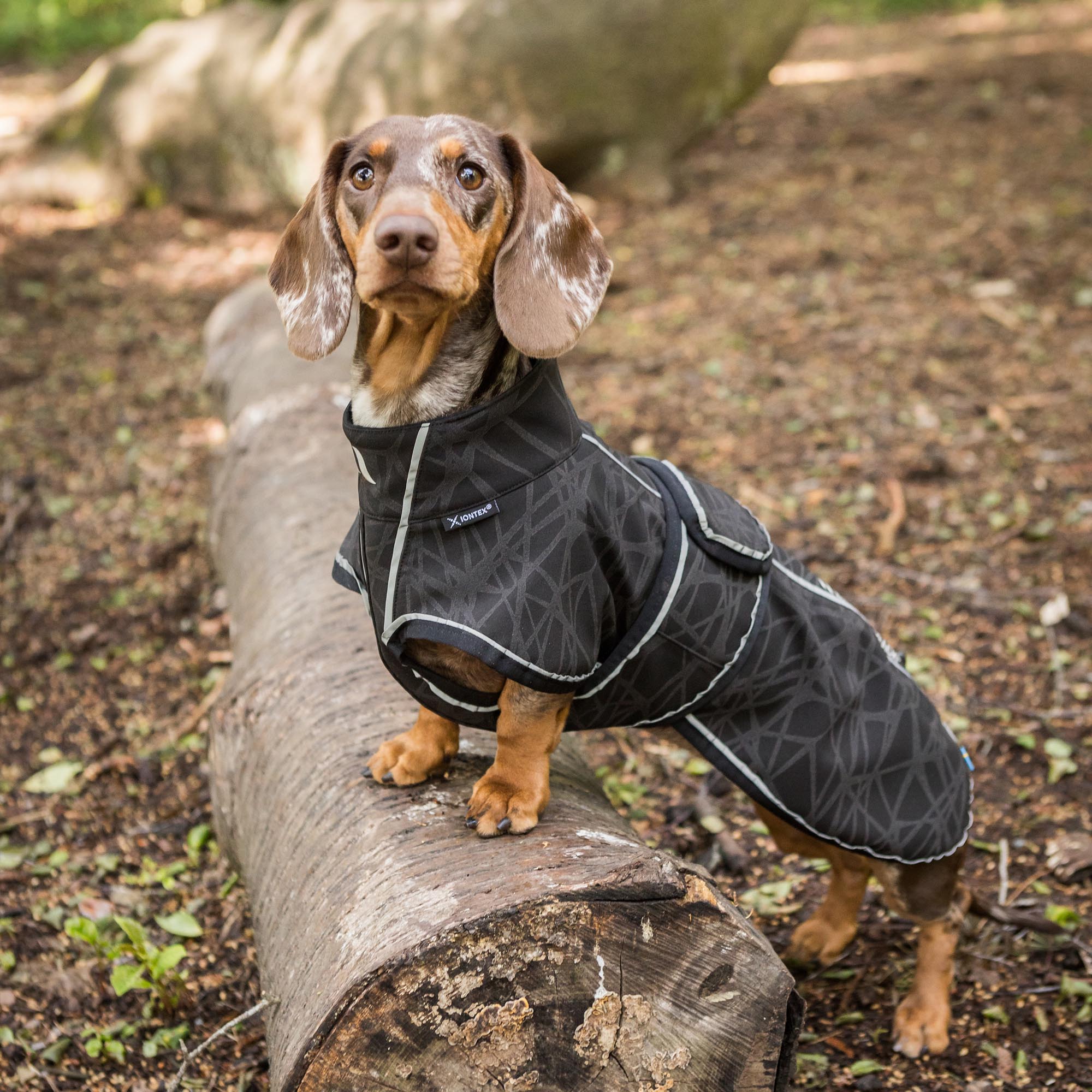 Buddy 2.0 Softshell Hondenjas