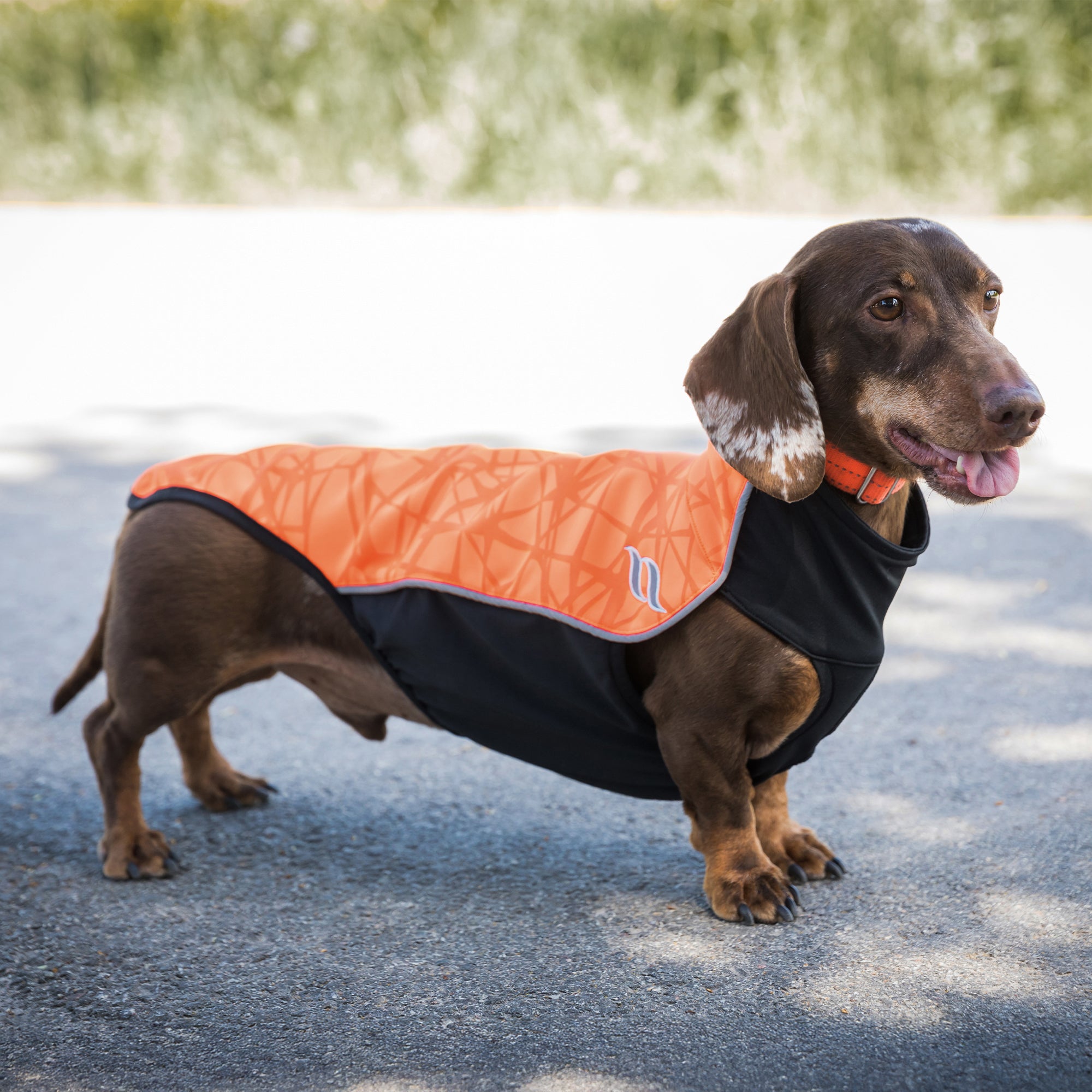 "Eddie" Petite High visibility Hondentrui