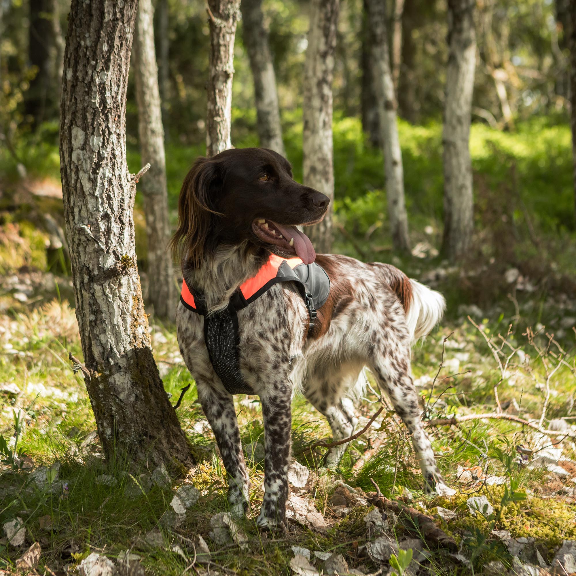TRAKK Visibility Honden Vest