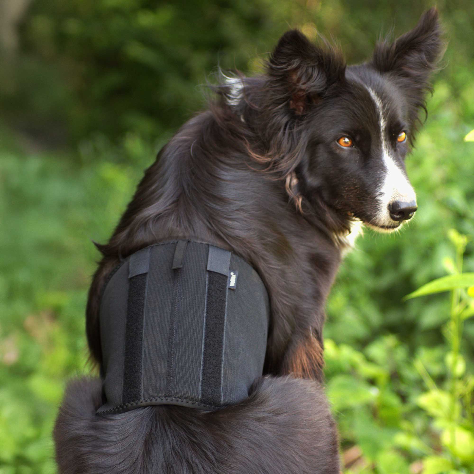 Honden Rugbeschermer