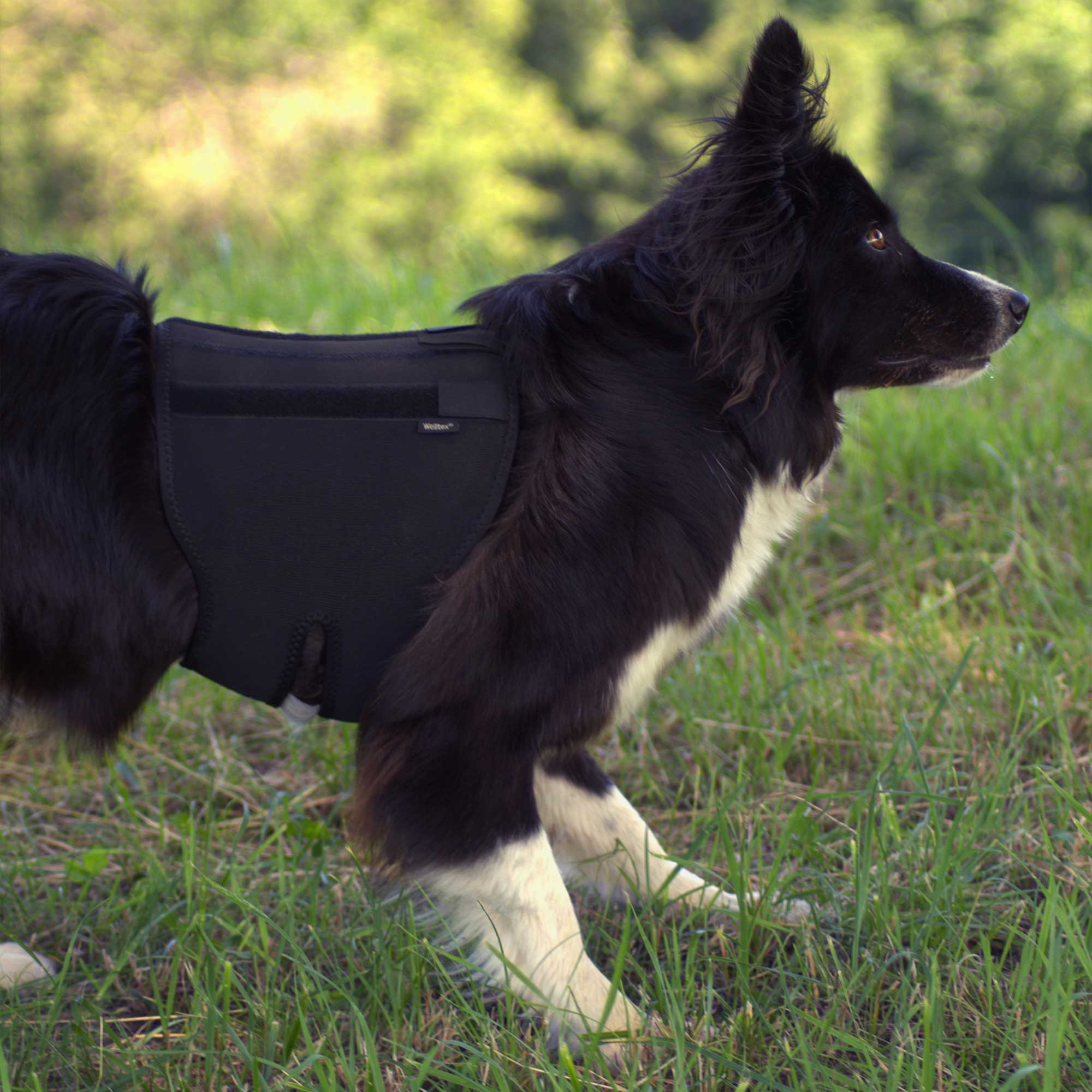 Honden Rugbeschermer