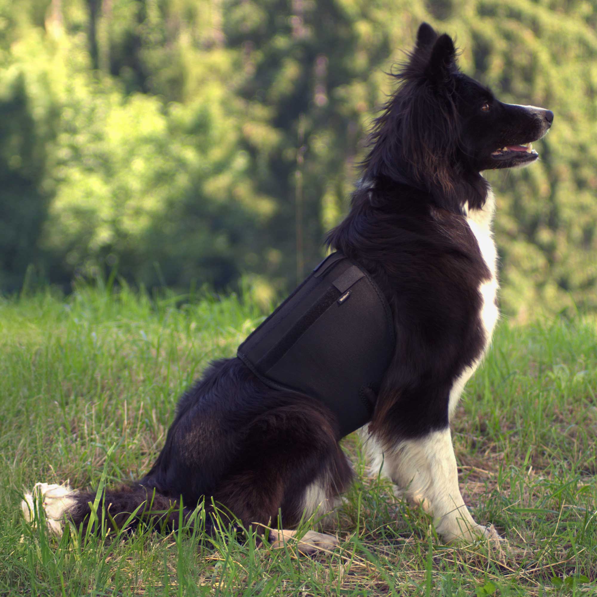 Waarom een trainingsvest hondensport dragen? - - Hondensportkleding Waarom een trainingsvest hondensport dragen? - - Hondensportkleding