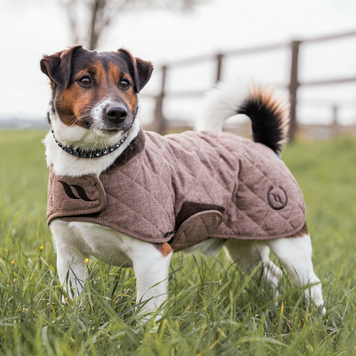 Haze Collectie Hondenjas