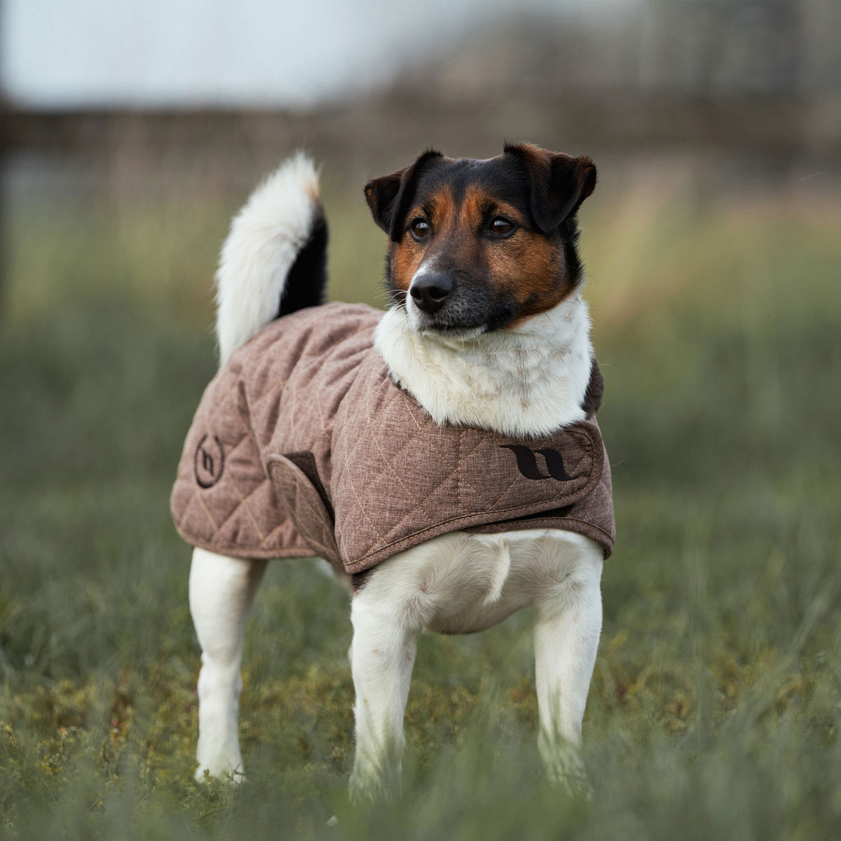 Haze Collectie Hondenjas