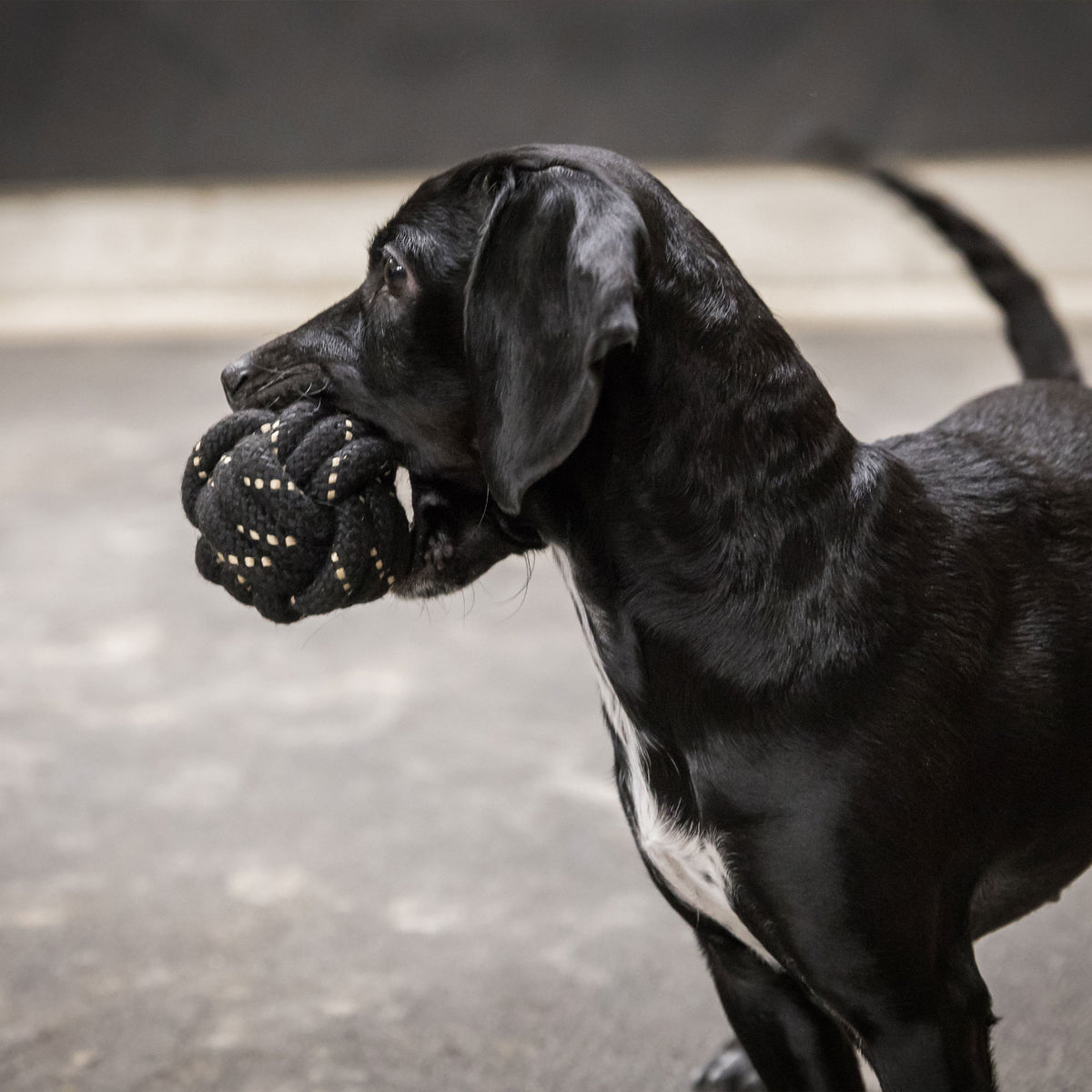 Dog Rope Ball