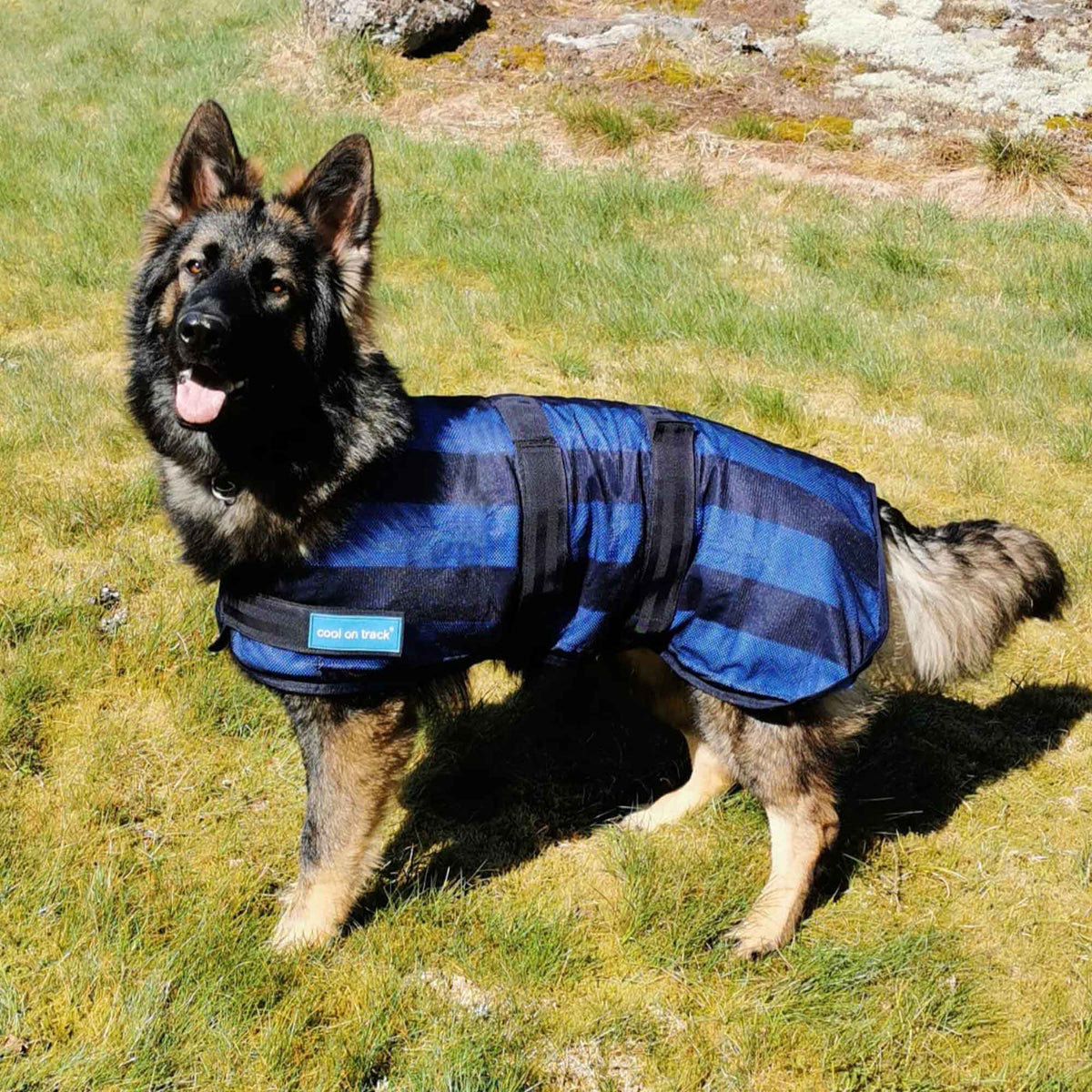 Cool on Track® Koeljas voor Honden